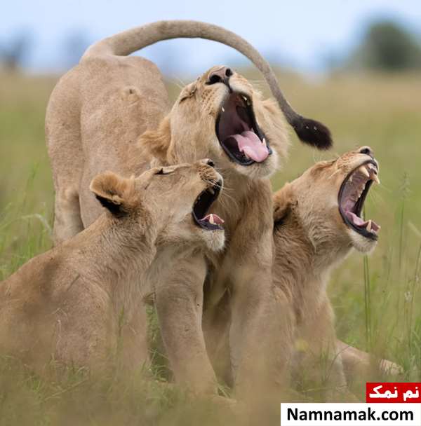 عکس های برگزیده کمدی حیات وحش 2025