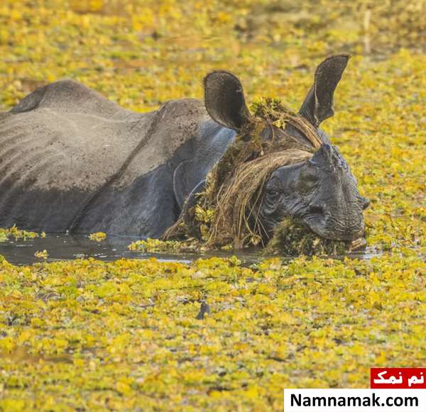 عکس های برگزیده کمدی حیات وحش 2025