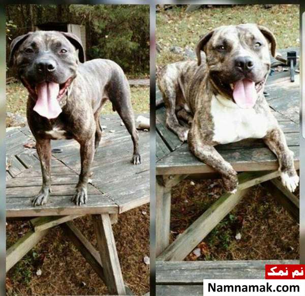حمله مرگبار دو سگ پیتبول به صاحبش + تصاویر