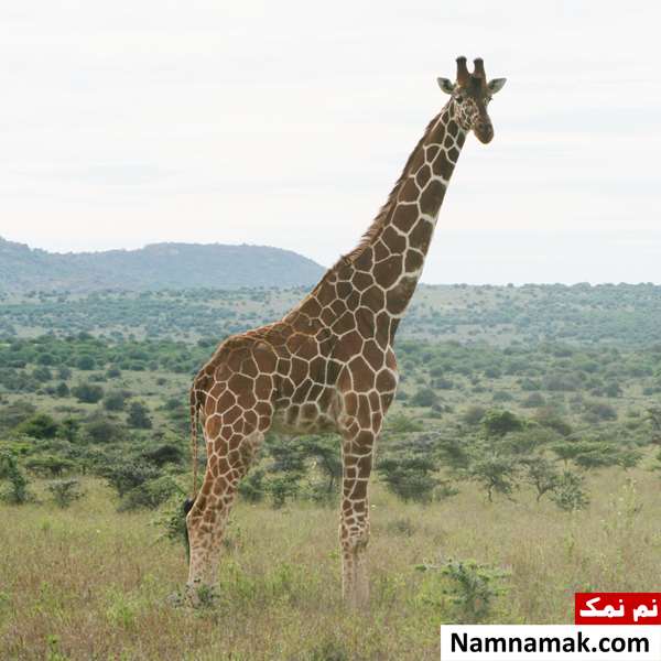 بررسی مشخصات بدنی زرافه