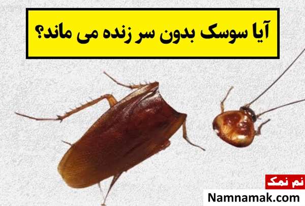 آیا سوسک بدون سر زنده می ماند؟!