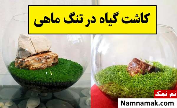 گیاهی که در تنگ ماهی رشد میکند