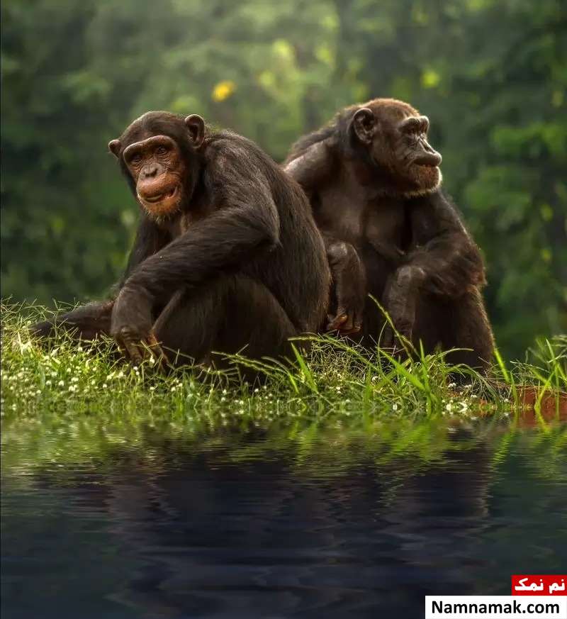 شامپانزه بونوبو و رفتار عاشقانه و رمانتیک زبان زد آنها