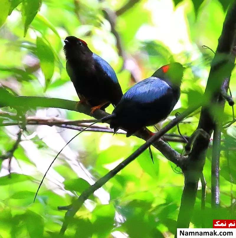 ماناکین از زیباترین و رمانتیک ترین پرندگان آزاد