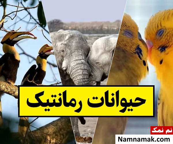 حیوانات رمانتیک که مثل انسان عشق بازی می کنند!