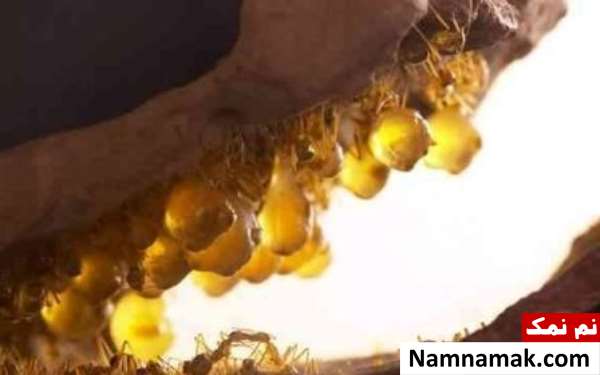 آب خوردن مورچه ها