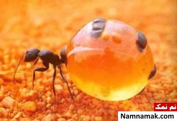 آب خوردن مورچه ها
