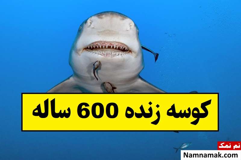 کشف کوسه زنده 600 ساله! + تصاویر