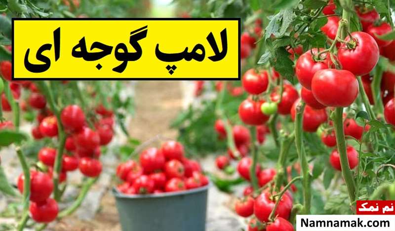 تکنولوژی شگفت انگیز ساخت لامپ گوجه ای + عکس