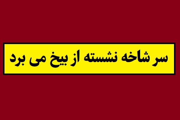ضرب المثل سر شاخه نشسته از بیخ می برد