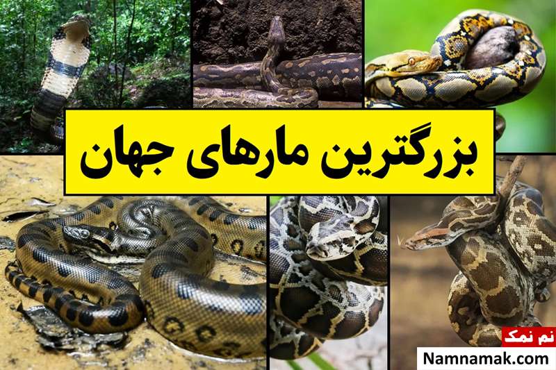 بزرگترین مارهای جهان به ترتیب طول و وزن + عکس