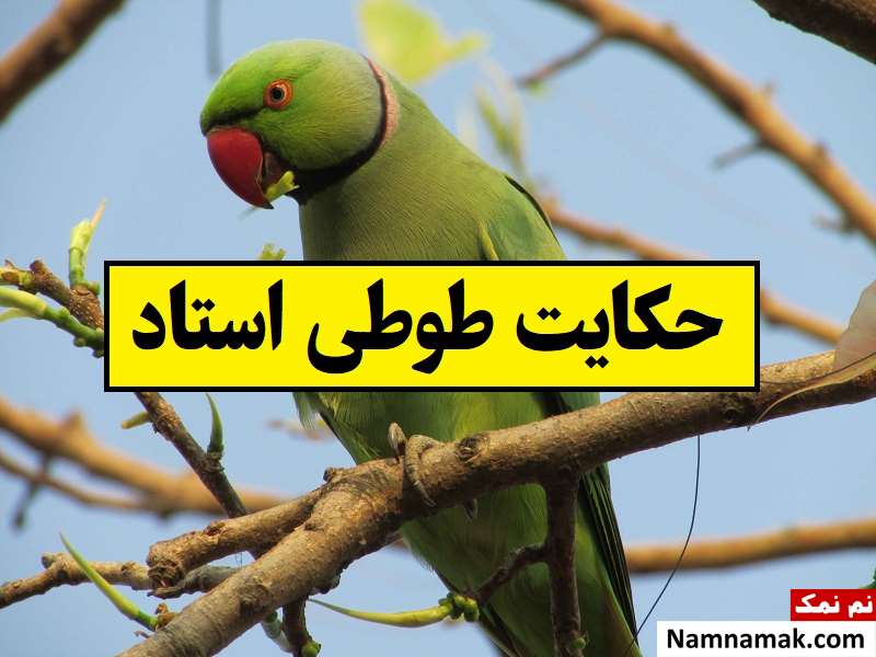 حکایت جالب و خواندنی طوطی استاد