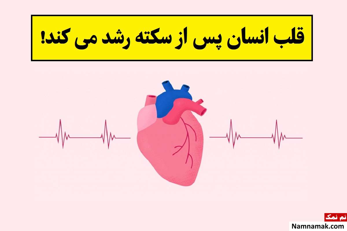 آیا پس از سکته قلب انسان رشد می کند؟!