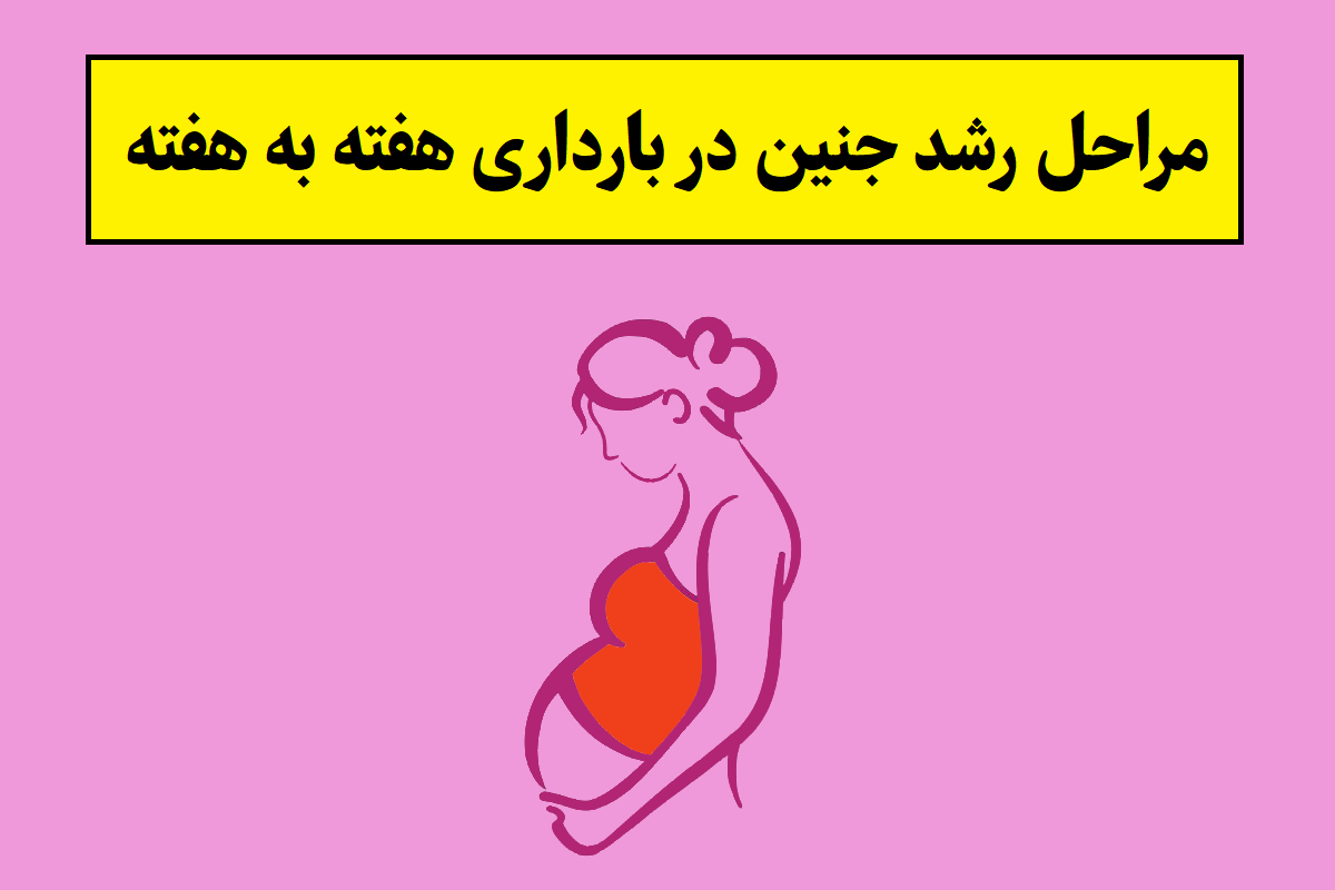 مراحل رشد جنین انسان در بارداری هفته به هفته[عکس]