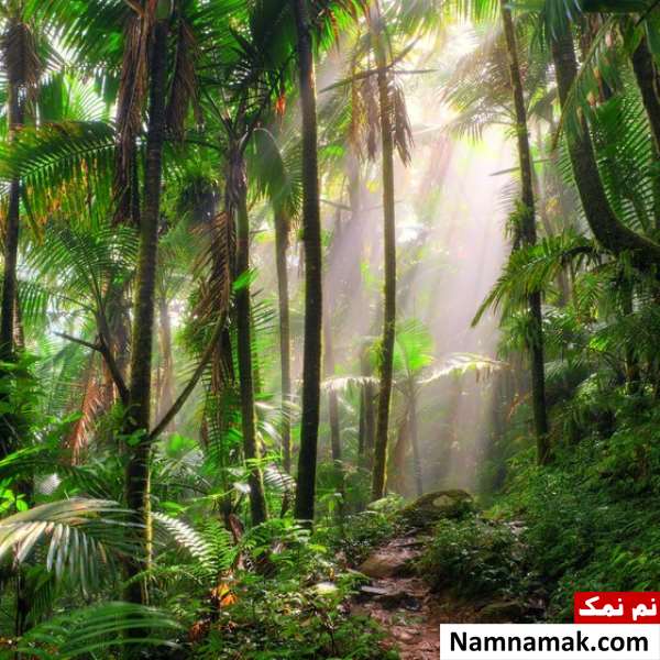 فواید و اهمیت جنگل های استوایی و بارانی چیست؟ فواید و اهمیت جنگل های استوایی و بارانی چیست؟