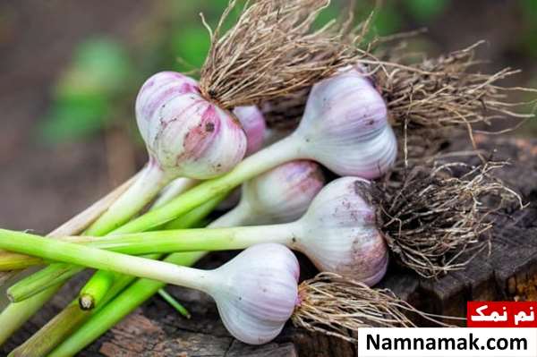 آیا سیر برای معده ضرر دارد؟ آیا سیر برای معده ضرر دارد؟