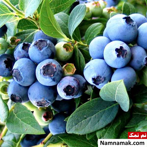 تغذیه برای درمان فراموشی