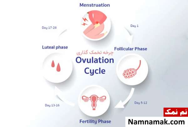 روش های تقویت تخمک ضعیف در سن بالا