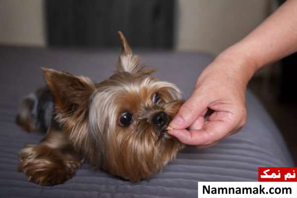 داد زدن سر سگ داد زدن سر سگ