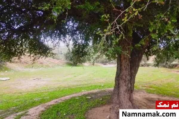 خلاصه داستان و معرفی بازیگران فیلم کوتاه همسایه من مرگ فیلم کوتاه همسایه من مرگ