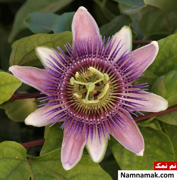 دمنوش بی خوابی