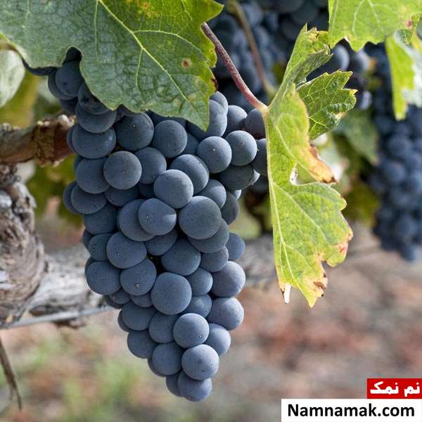 خواص انگور سیاه یاقوتی