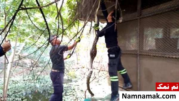 فیلمی مشمئزکننده از لحظه خروج یک بوقلمون از دهان مار!