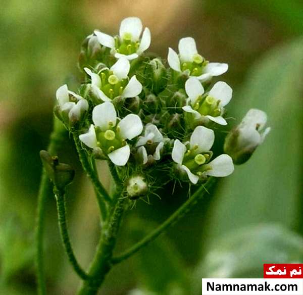 روش سنتی عقب انداختن پریود و قاعدگی