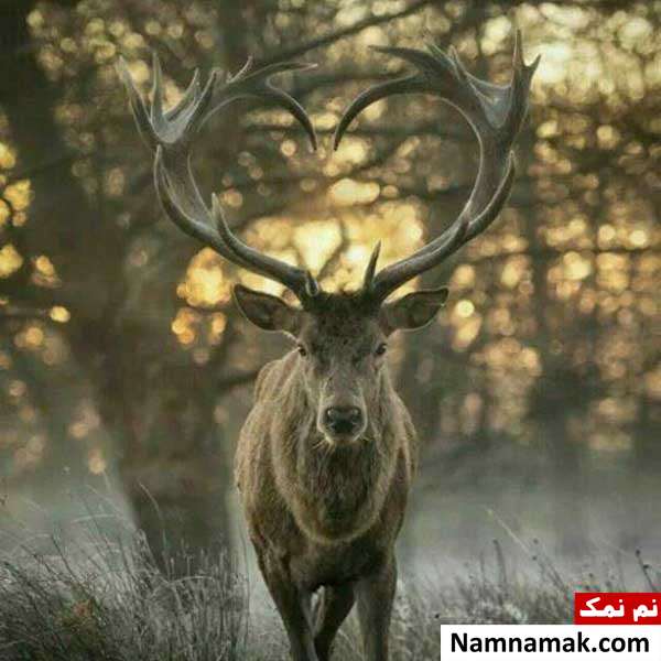 ماجرای گوزن عاشق چیست؟