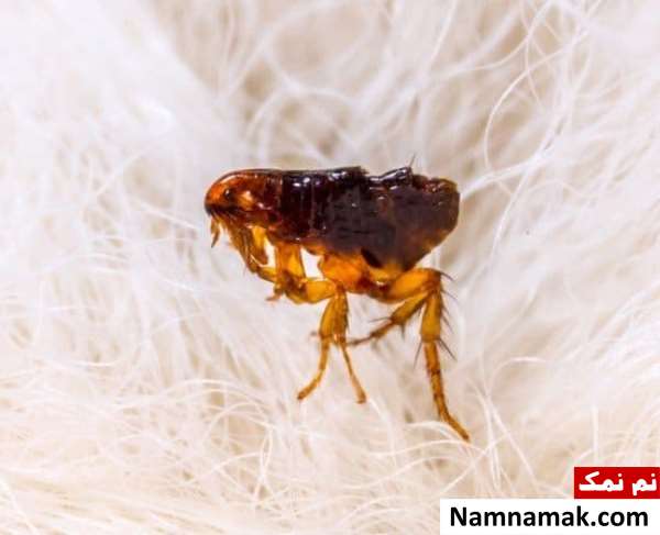 چی بخورم کک نیشم نزنه؟ چی بخورم کک نیشم نزنه؟
