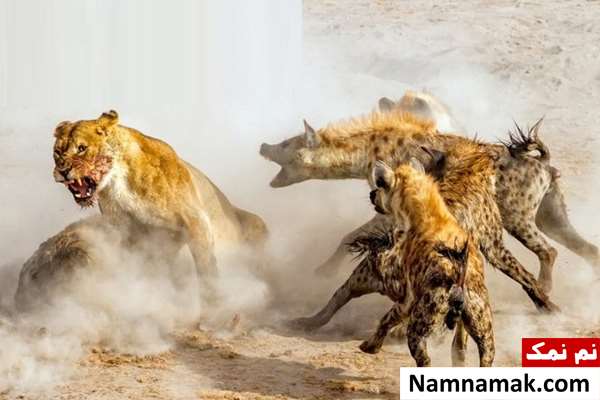 دوبلور راز بقا قدیمی دوبلور راز بقا قدیمی