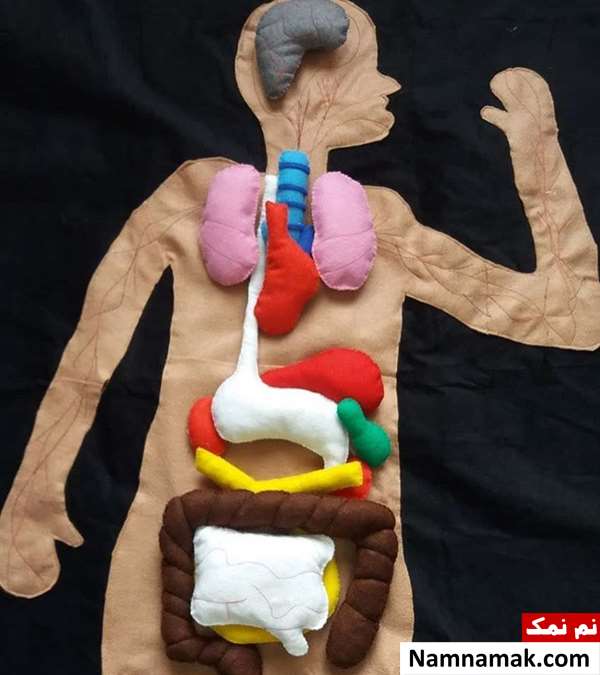 آموزش و نحوه ساخت کاردستی اعضای بدن
