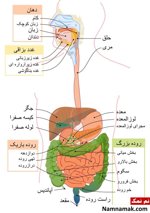 دستگاه گوارش دستگاه گوارش