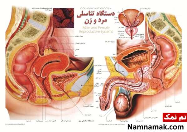 دستگاه ادراری دستگاه ادراری