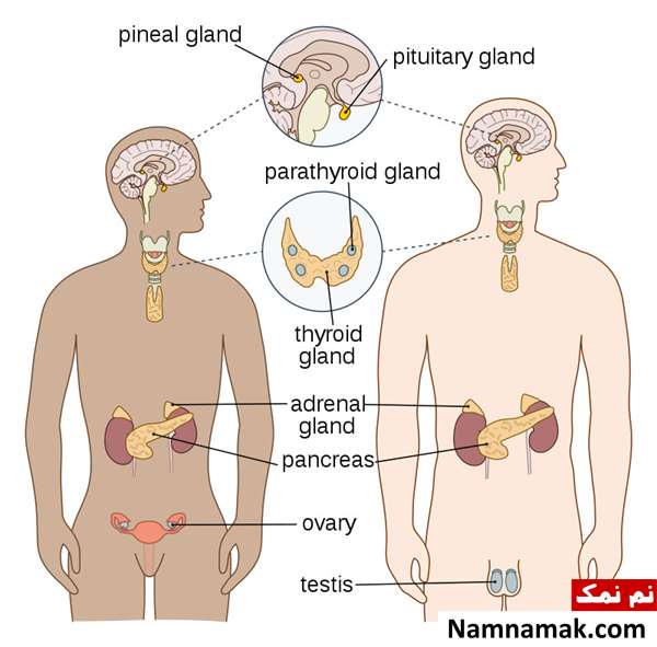 دستگاه ادراری دستگاه ادراری