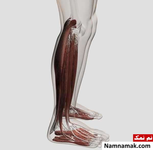 اسم های عجیب اعضای بدن اسم های عجیب اعضای بدن