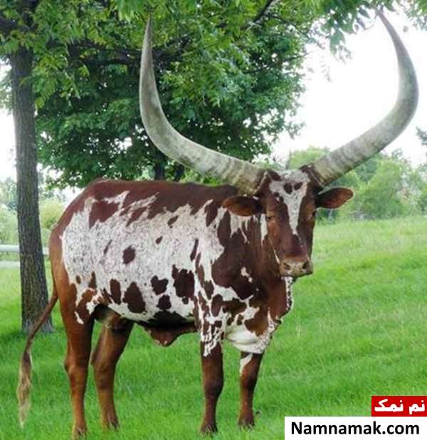گاو آنکل : 