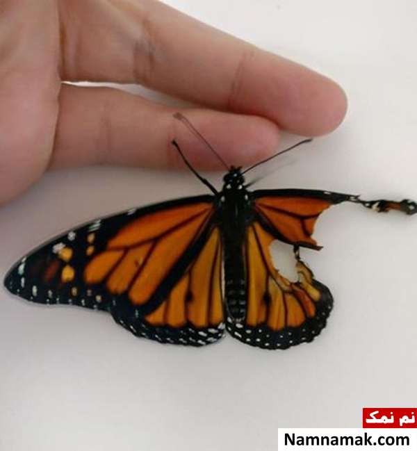 پروانه ای که زیر تیغ جراحی رفت!