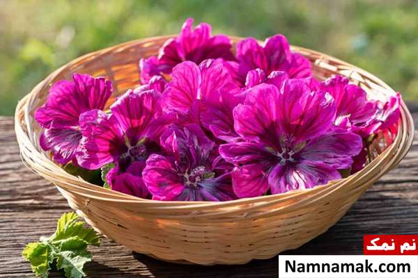 فواید و خواص پنیرک برای کبد و نارسایی کبدی