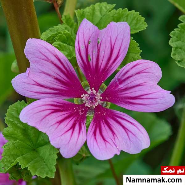 خواص پنیرک برای قاعدگی
