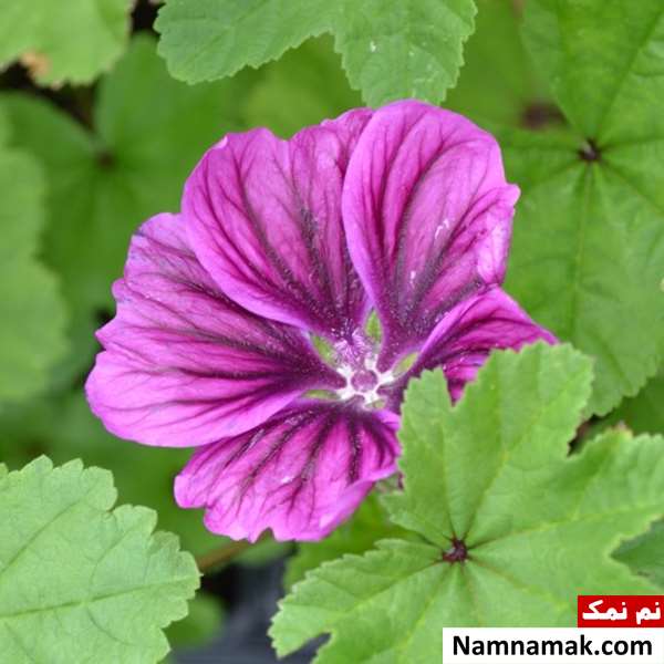 فواید پنیرک برای ریه