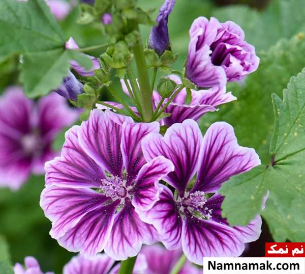 فواید پنیرک برای ریه