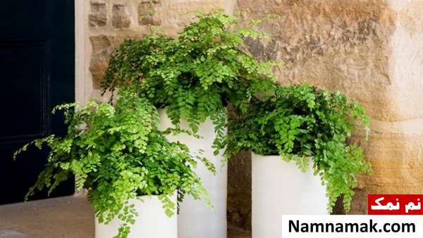  تکثیر سرخس در آب