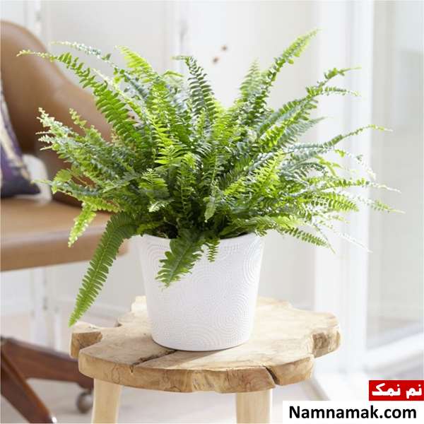  تکثیر سرخس در آب