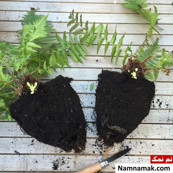  تکثیر سرخس در آب