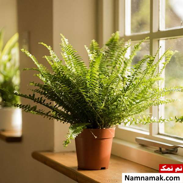 گیاه سرخس در چه آب و هوایی رشد می کند؟