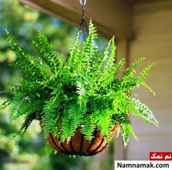 گیاه سرخس در چه آب و هوایی رشد می کند؟