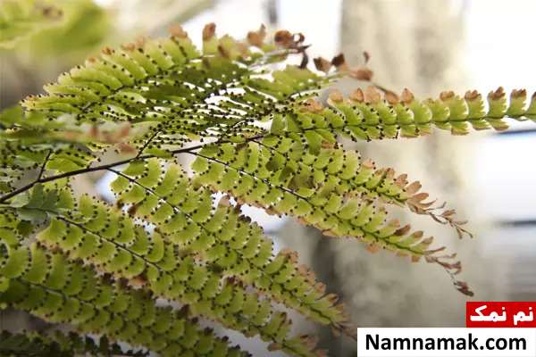 علت خشک شدن گیاه سرخس و نحوه احیای آن