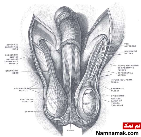 نکاتی درباره دستگاه تناسلی مردان