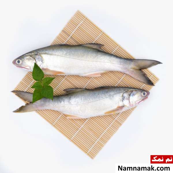 گران قیمت ترین ماهی های خوراکی ایران گران قیمت ترین ماهی های خوراکی ایران